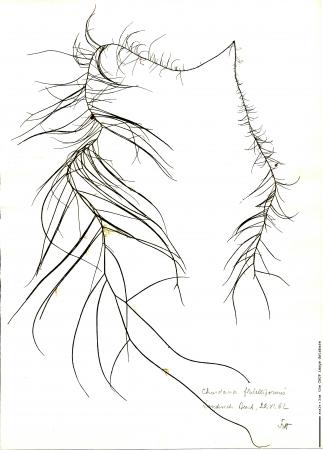 Chordaria flagelliformis_Fott.jpg